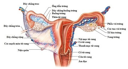 Viêm buồng trứng là gì và dấu hiệu viêm buồng trứng ở phụ nữ