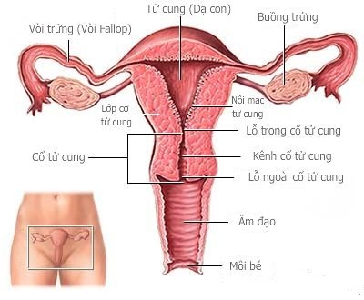 Viêm nội mạc tử cung có ảnh hưởng gì? Có mang thai được không?